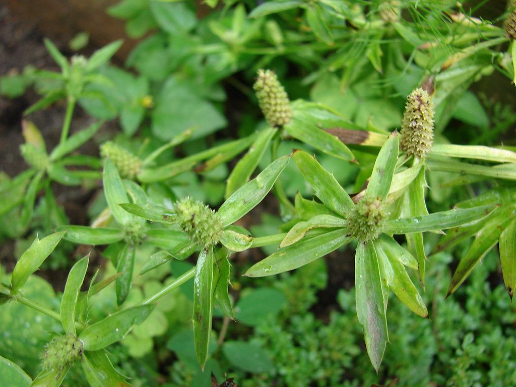 Noms Communs - Eryngium foetidum - KnowYourWeeds