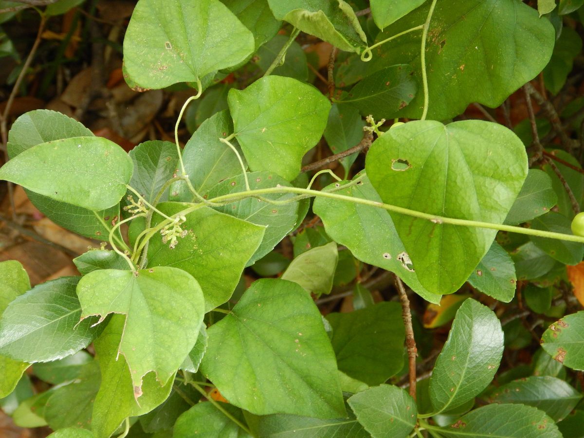 ਆਮ ਨਾਮ - Cocculus carolinus - KnowYourWeeds