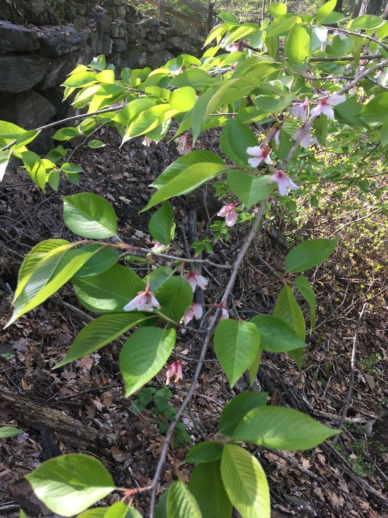 Prunus × yedoensis - KnowYourWeeds