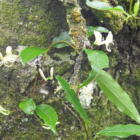 Lonicera acuminata - KnowYourWeeds