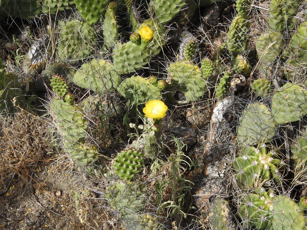 どこで。 雑草 - Opuntia sulphurea - KnowYourWeeds