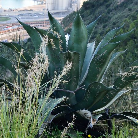 サルミアナフェロックス　グリーンゴブレット アガベ サルミアナ・フェロックス ”グリーンゴブレット” | ネット