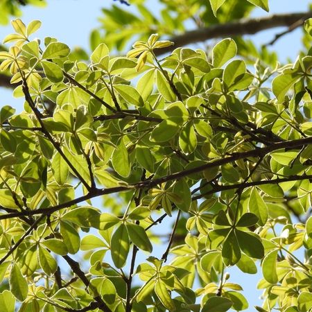 Ceiba aesculifolia - KnowYourWeeds