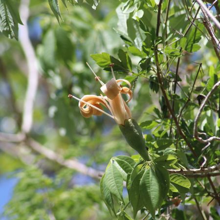 Ceiba aesculifolia - KnowYourWeeds