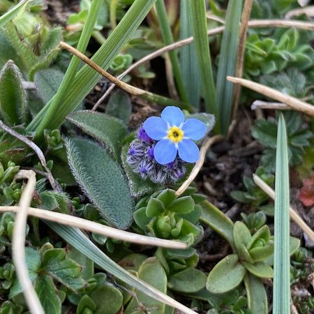 Myosotisページ Myosotis Ultramarine Flower Seeds for Planting, Grow