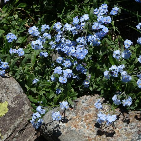 Myosotisページ Myosotis Ultramarine Flower Seeds for Planting, Grow