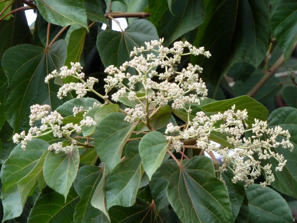 Heliocarpus (Understory Tree)