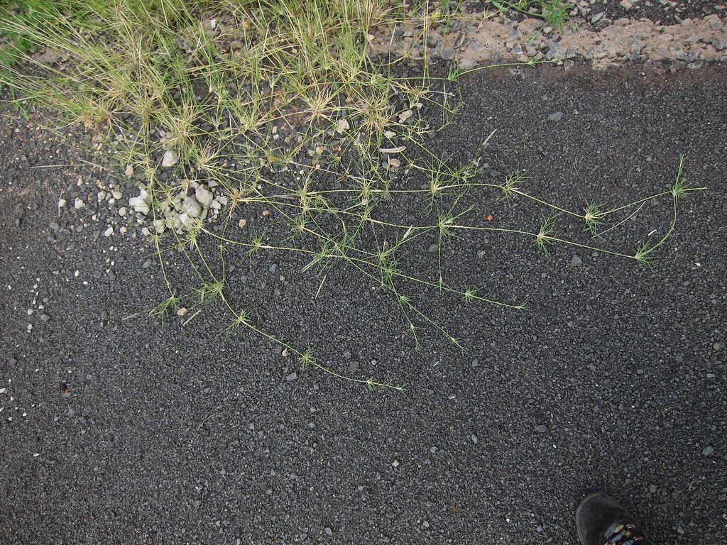Gewöhnliche Namen Sporobolus spicatus KnowYourWeeds