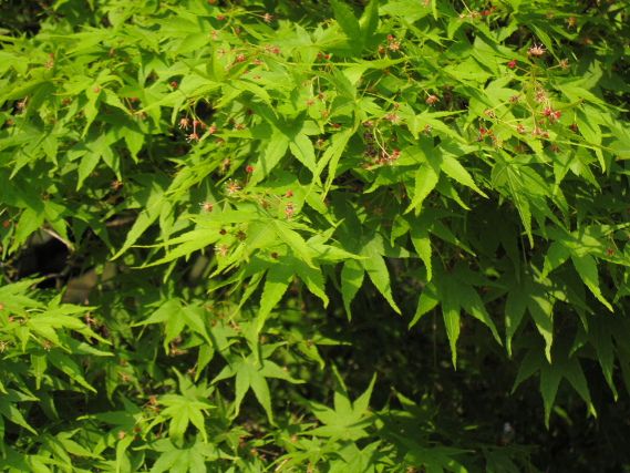 Common Names - Acer palmatum - KnowYourWeeds