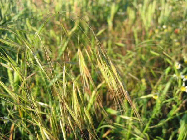 Brome stérile Graminées annuelles