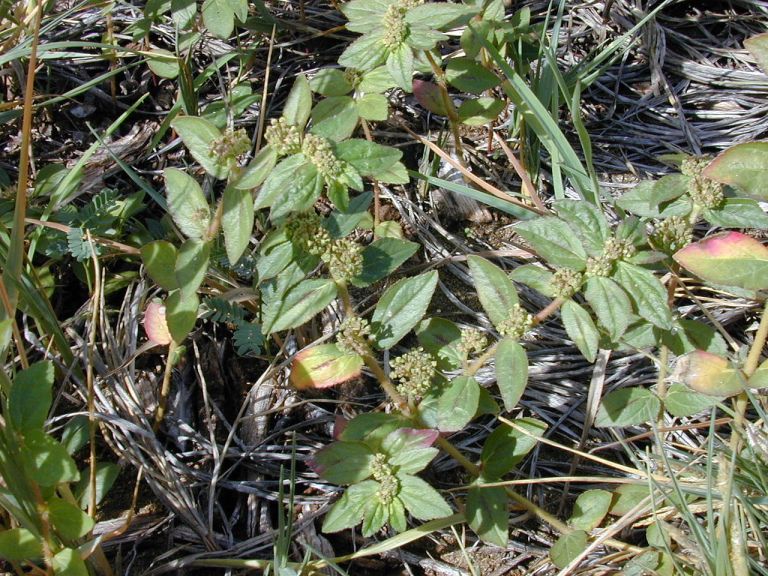 Tên gọi thông thường - Euphorbia hirta - KnowYourWeeds