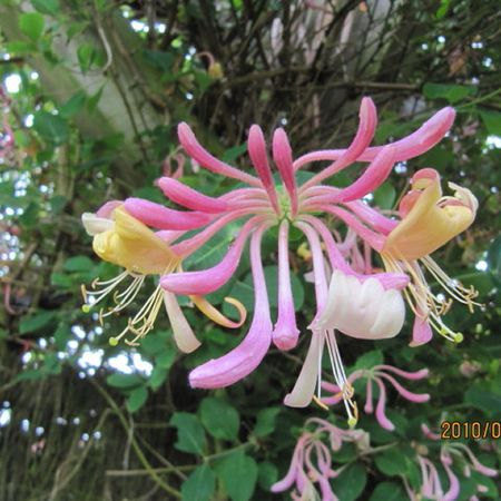 Lonicera americana - KnowYourWeeds