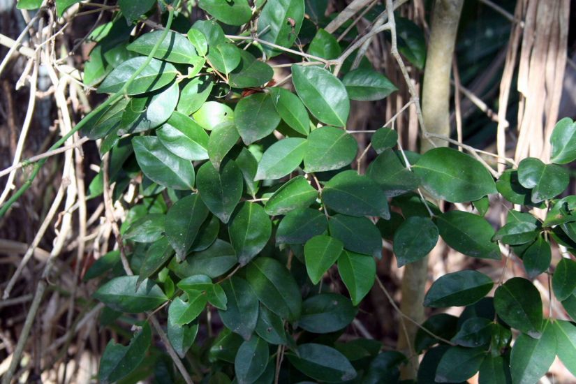 Common Names - Smilax auriculata - KnowYourWeeds