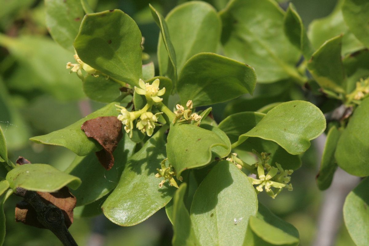loranthus-europaeus-knowyourweeds