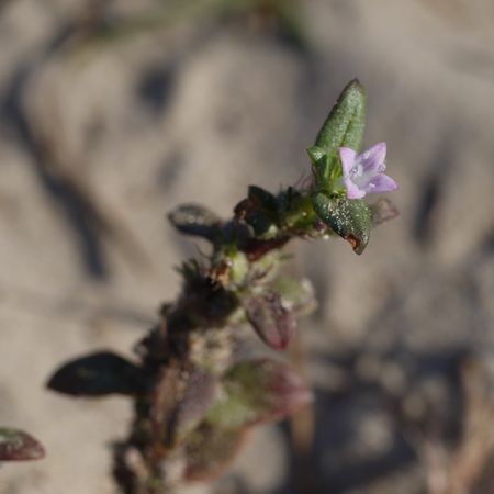 Chechenistondan uy qurilishi porno