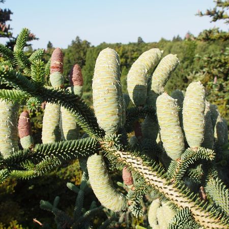 glauca　接ぎ木苗 abies numidica