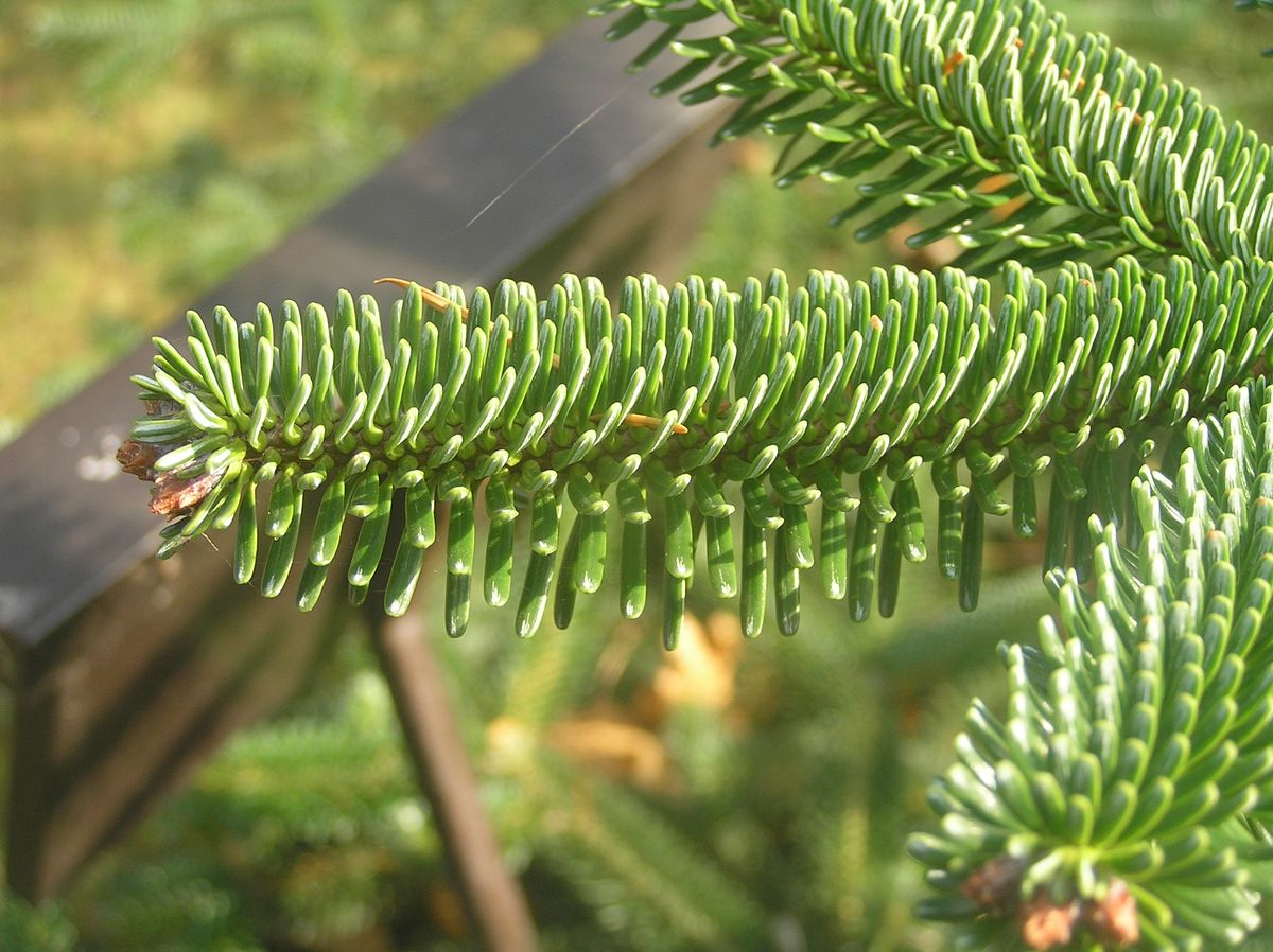 abies numidica glauca　接ぎ木苗