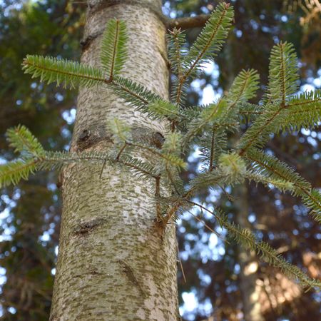 abies numidica glauca　接ぎ木苗 abies numidica glauca 接ぎ木苗 abies numidica glauca 接ぎ木