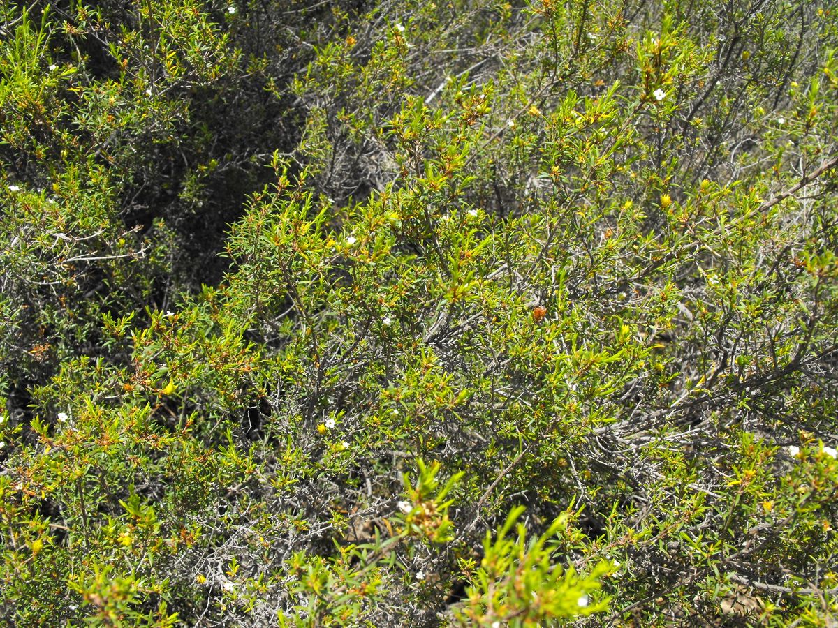 Waar Onkruid - Coleonema album - KnowYourWeeds, image size:1200x900