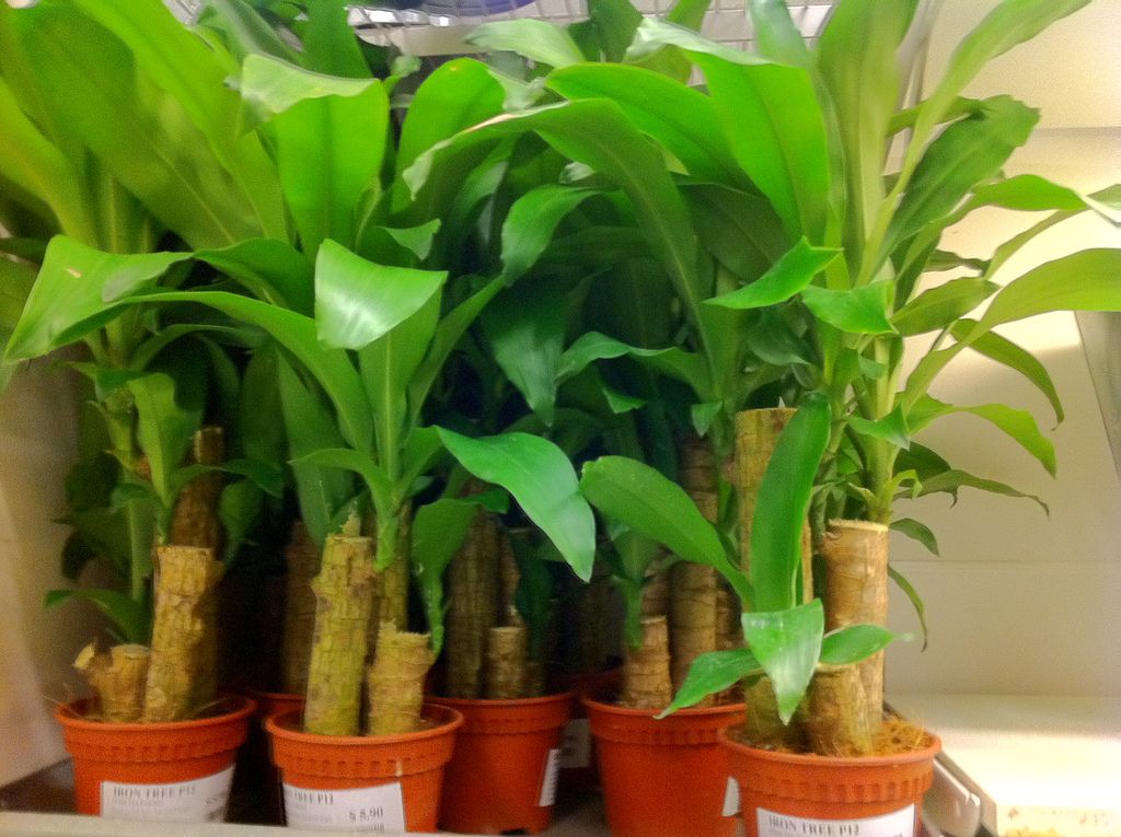 dracaena fragrans lemon surprise Dracaena Lemon Lime Surprise | Buy Online - Brighten Your Space |  Mygreenscape