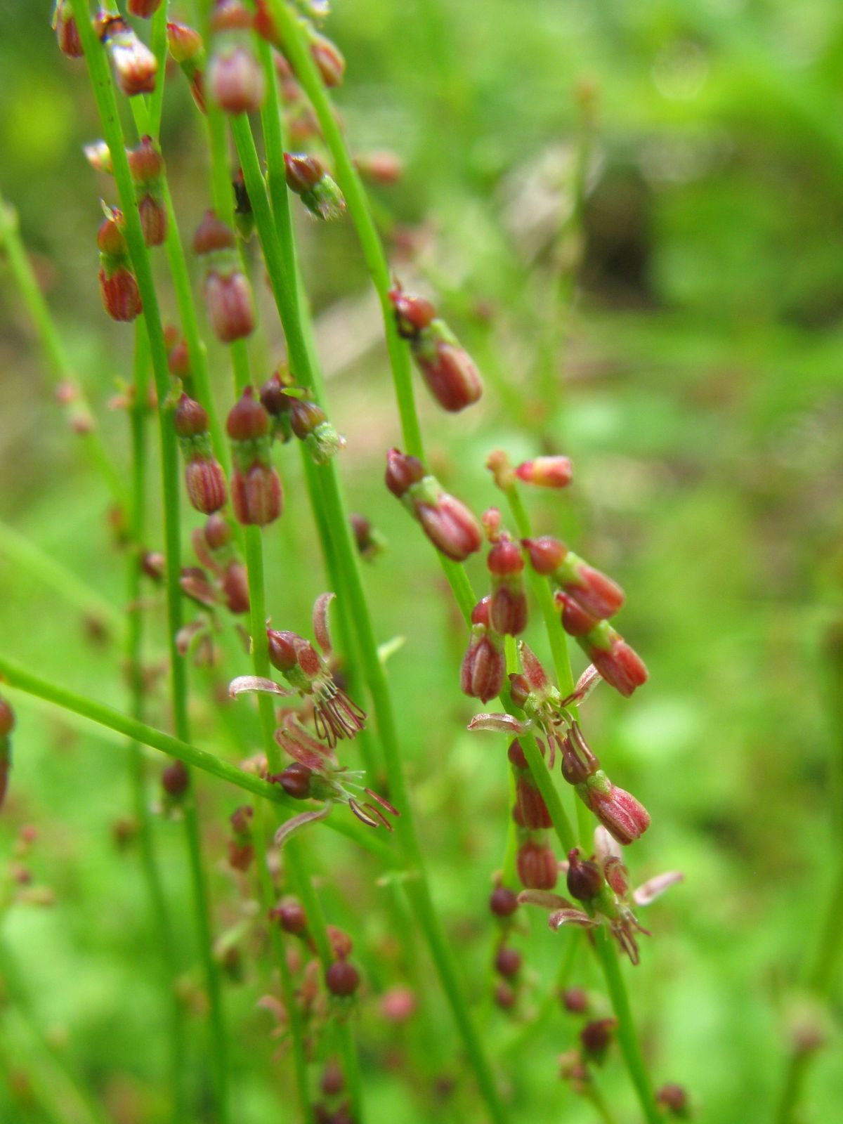 ชื่อสามัญ - Gonocarpus micranthus - KnowYourWeeds
