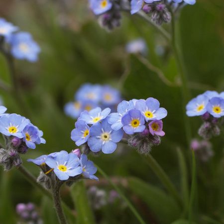 Myosotis alpestris - KnowYourWeeds