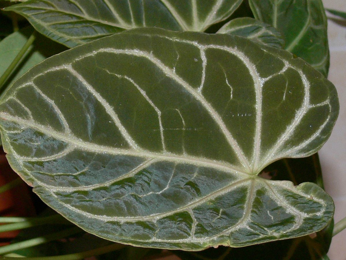 Anthurium crystallinum - KnowYourWeeds